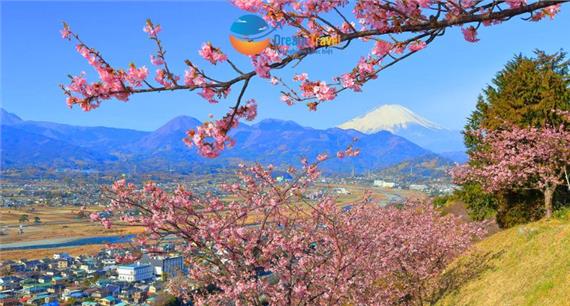 [HCM] Tour Nhật Bản Tết Nguyên Đán 2026: Hành Trình Vàng Mùa Đông